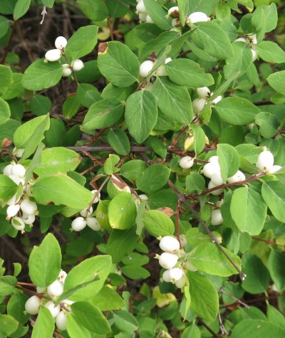 Snowberry
