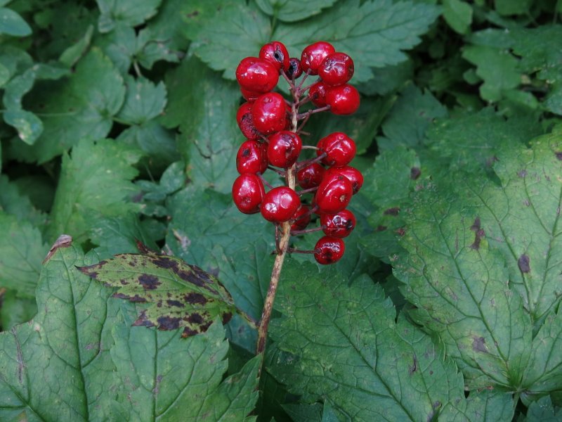 Baneberry
