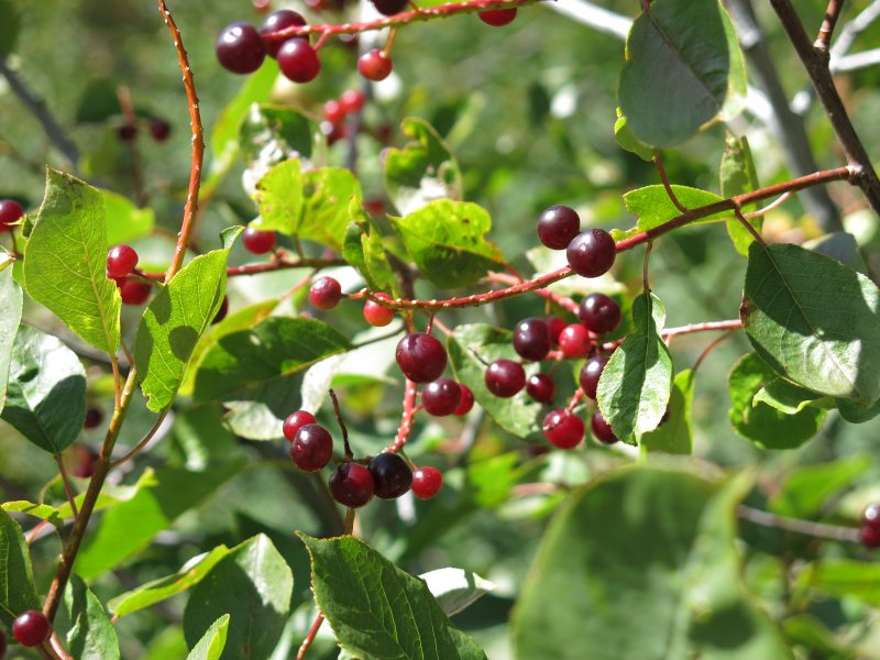 Chokecherry
