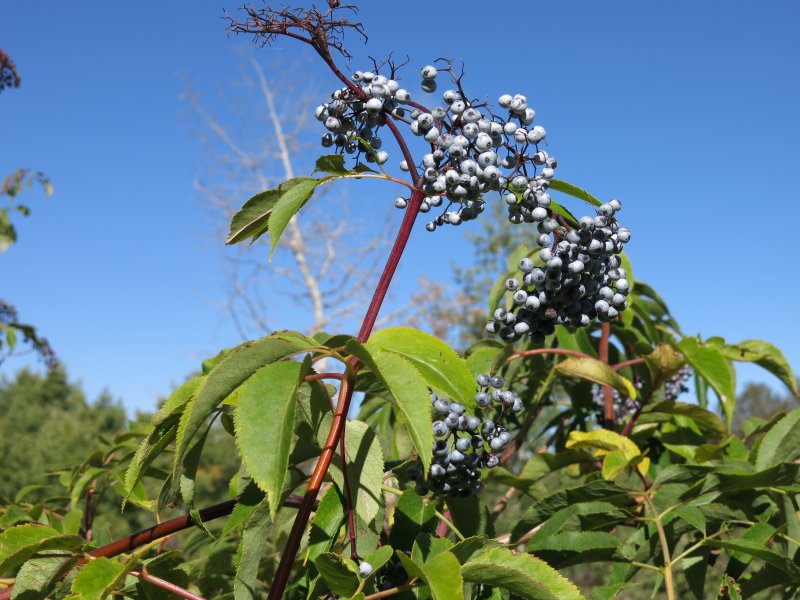 Elderberry