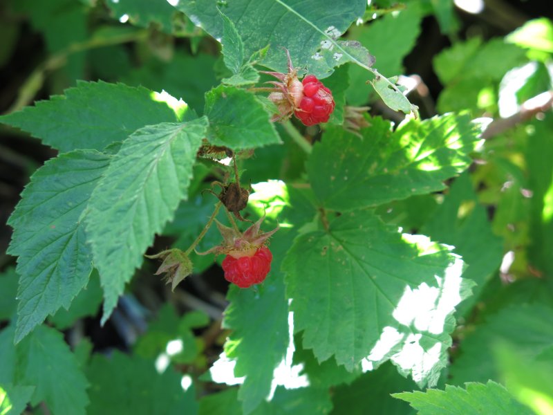 Raspberry