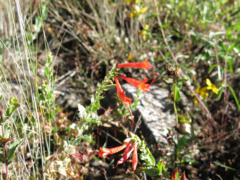 Zauchneria