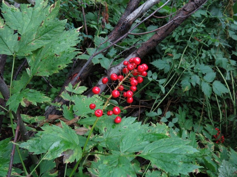 Baneberry