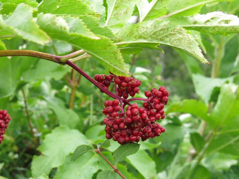 Red Elderberry