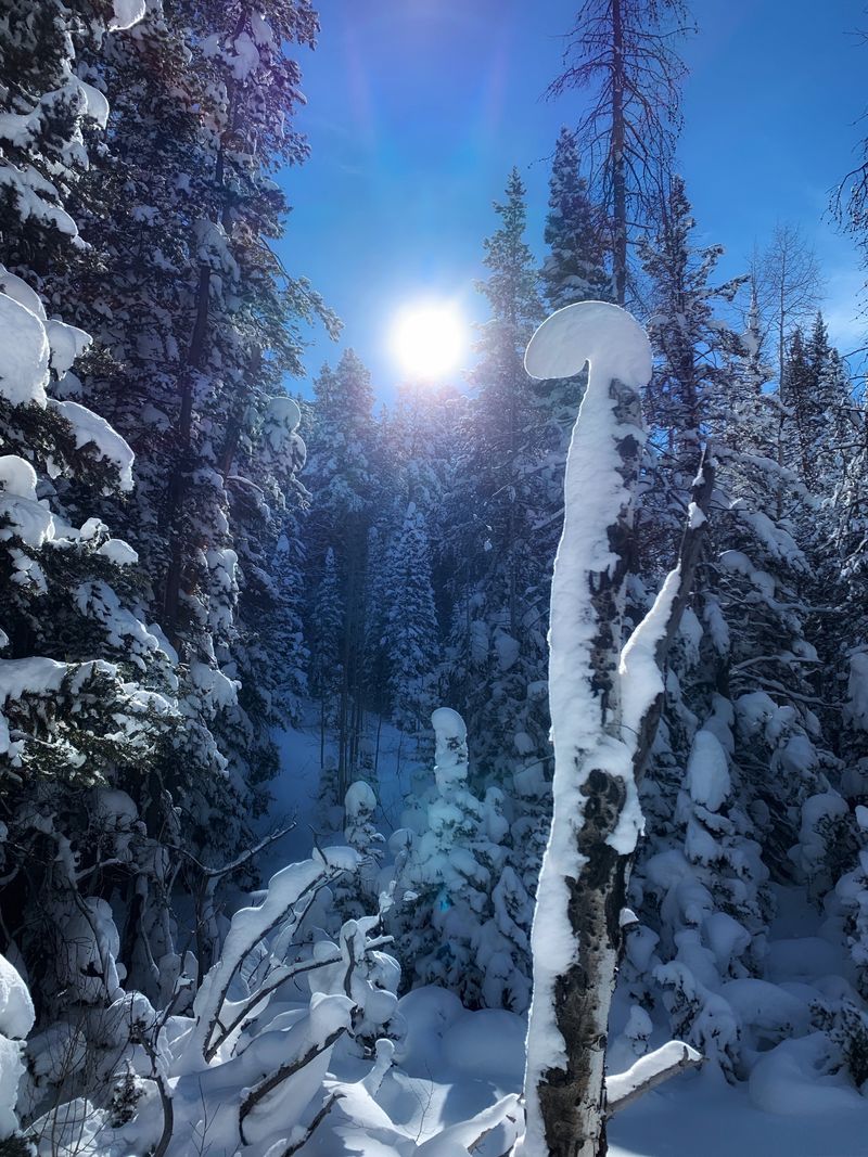 snow trees