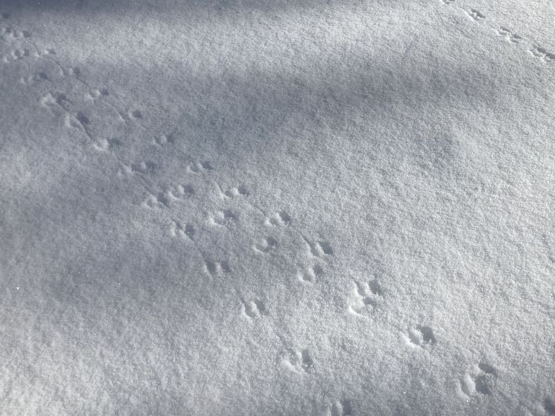 Mouse tracks