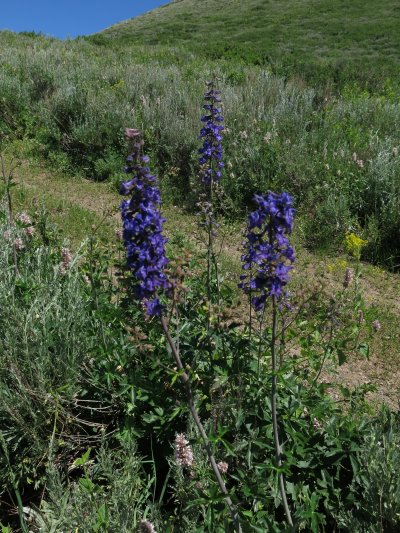 Delphinium
