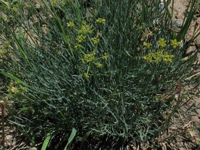 Lomatium