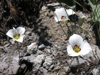 Sego lily