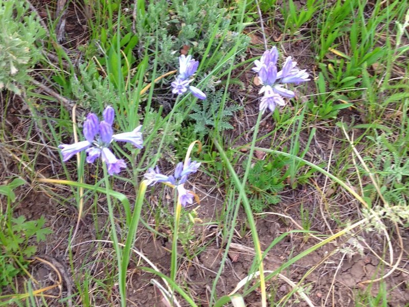 Brodiaea