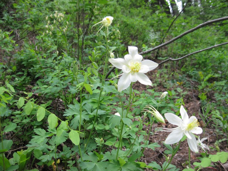 Columbine