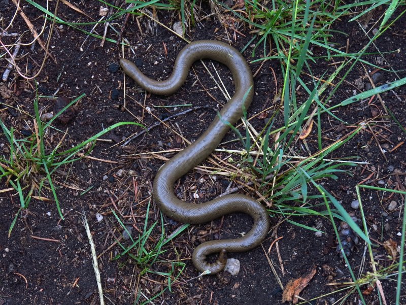 Boa