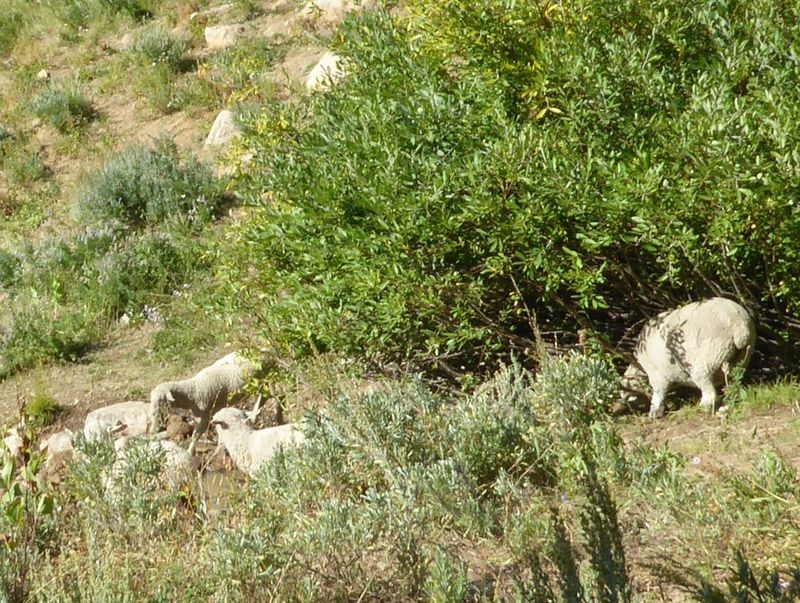 Sheep