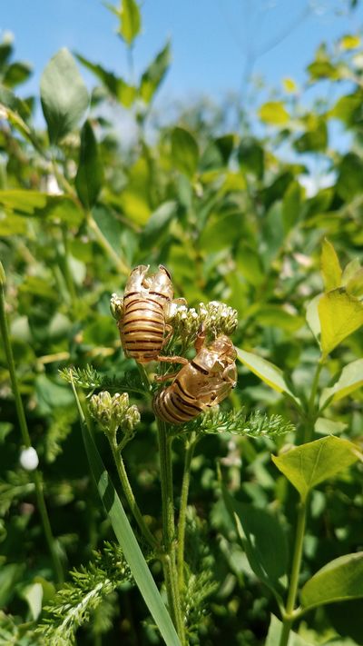 Cicadas