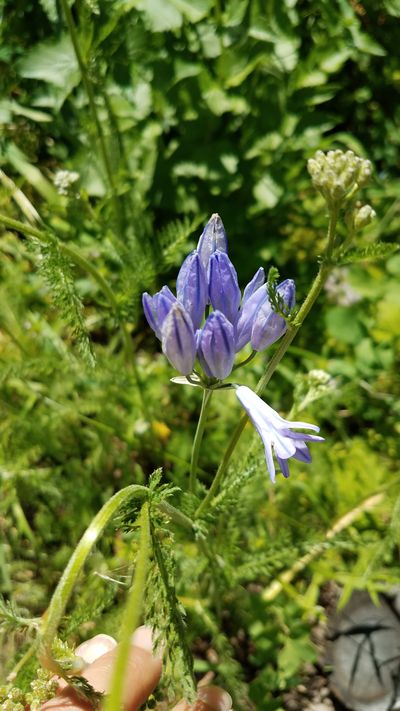 Hyacinth