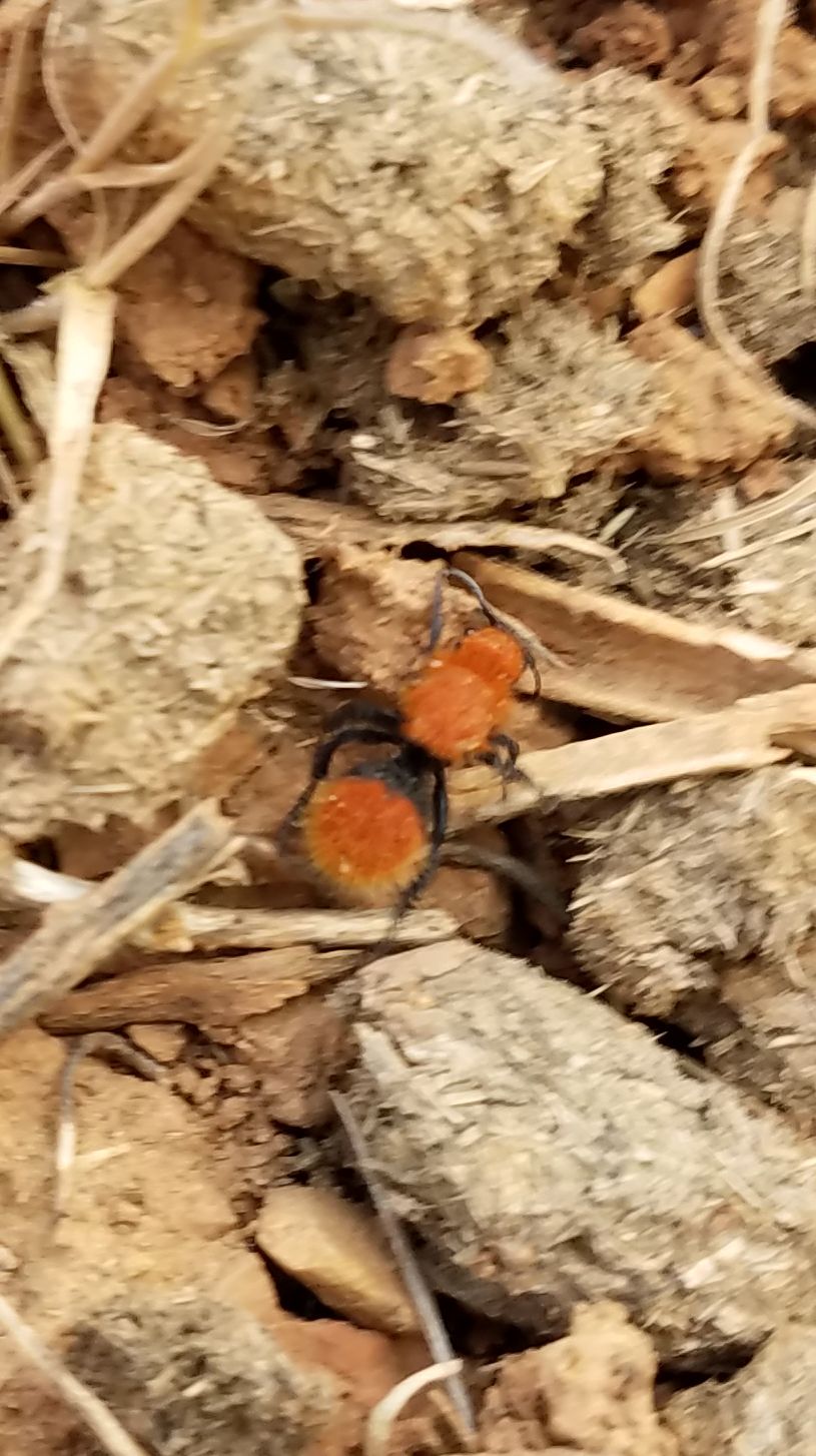 VelvetAnt
