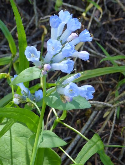 Blebells
