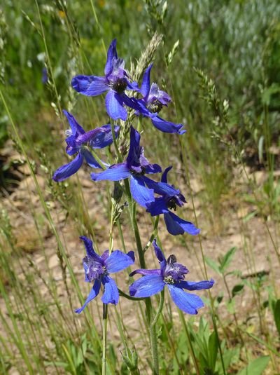 Larkspur