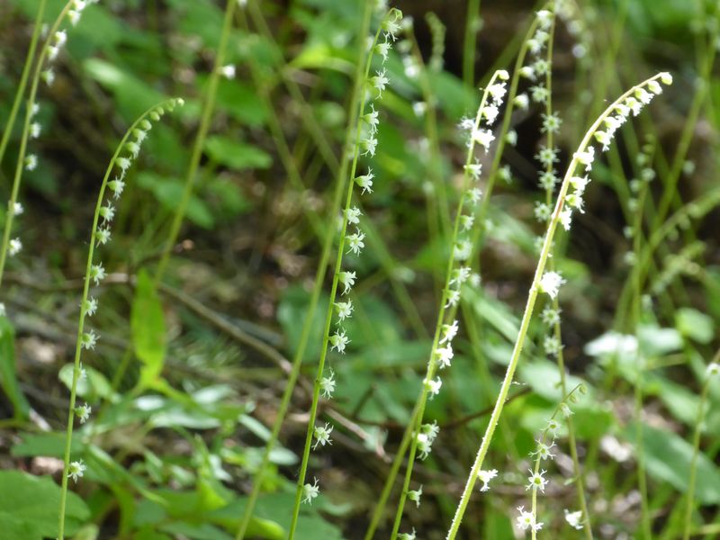 Miterwort