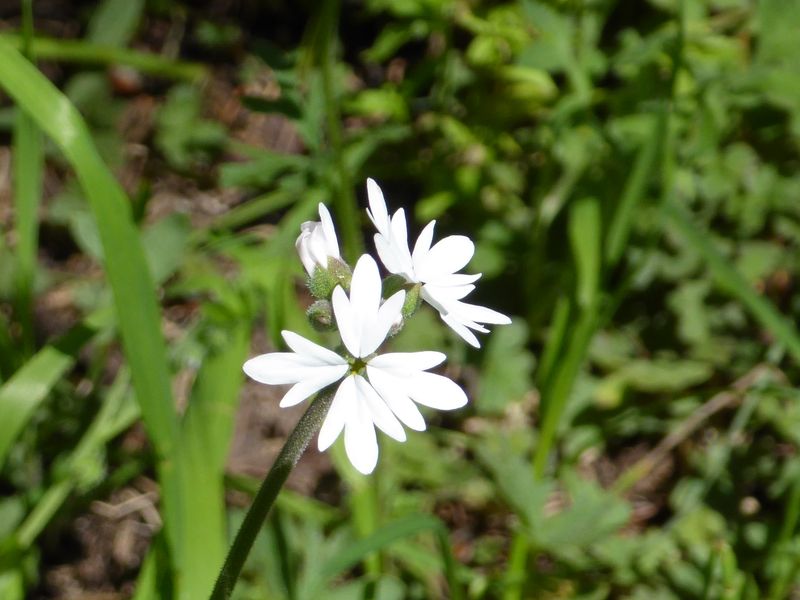 Woodland star