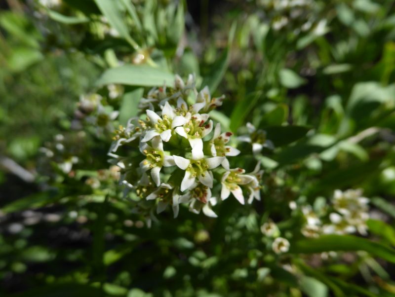 Toadflax