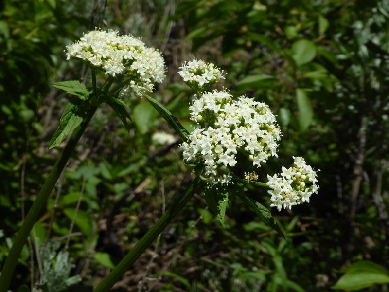 Valerian