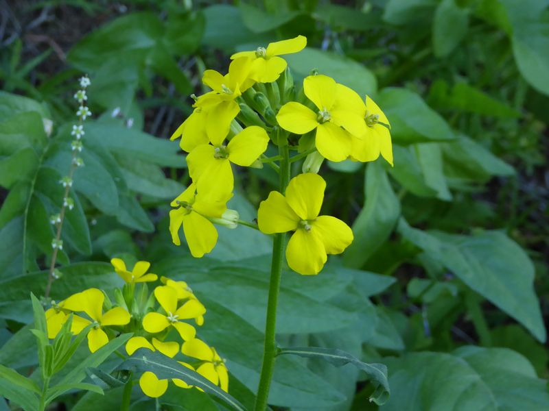 Wallflower