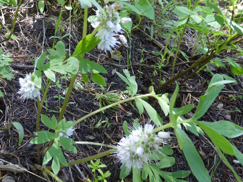 Waterleaf