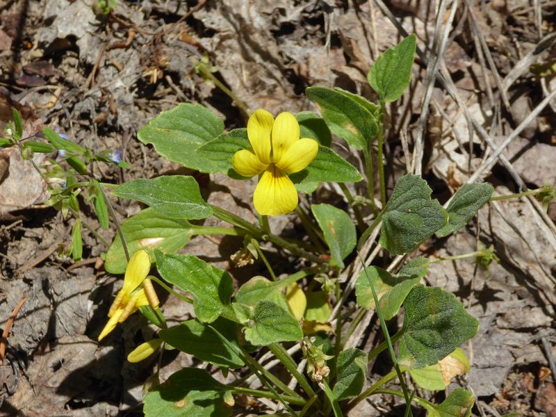 Yellow violet