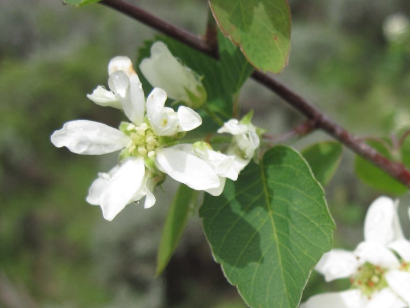 Serviceberry